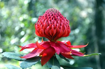 Waratah flower